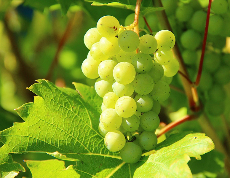 grapes-whitewine-klein