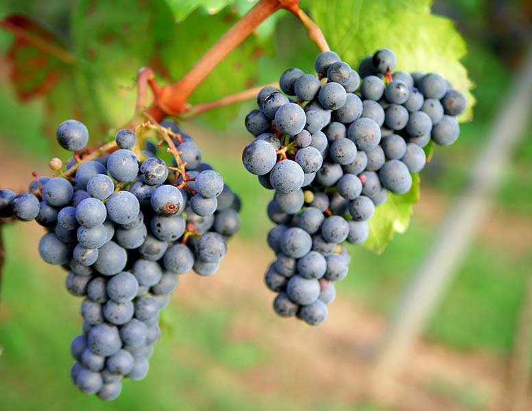 grapes_redwine-klein
