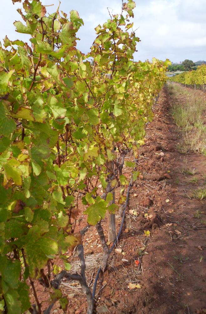 08 Last Chance Sauvignon Blanc Elim ZOETENDAL WINES