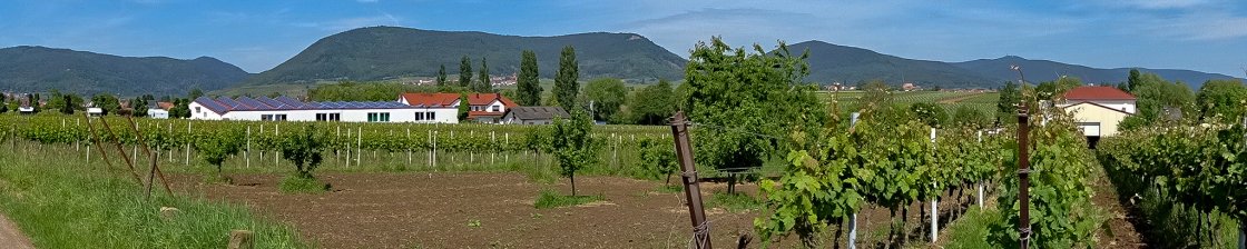 Braun_Shop_Banner_1120x224_43b03e74-6e51-49e8-94b0-e54a8e7fd4db