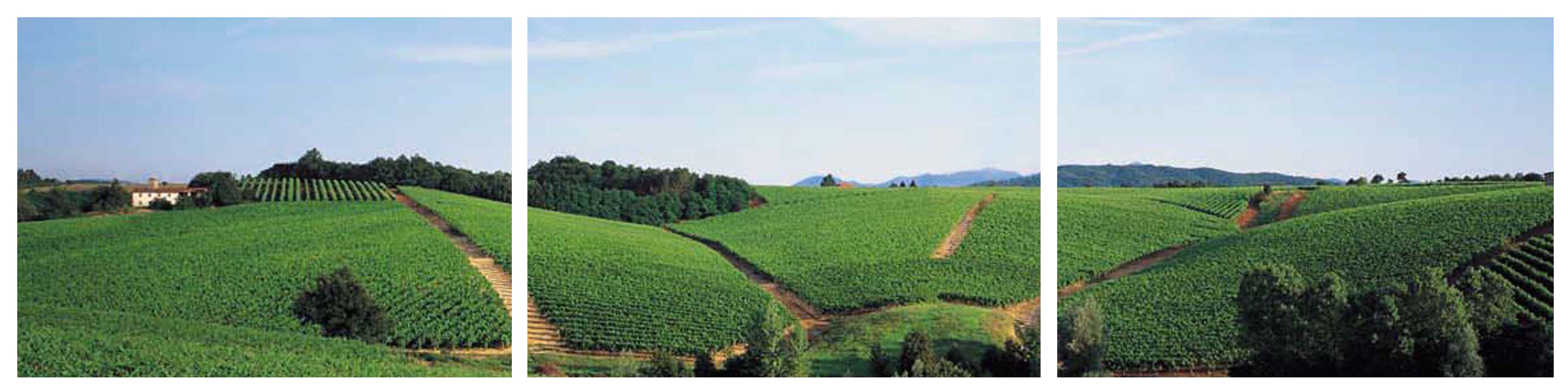 WK_tenuta_la_marchesa